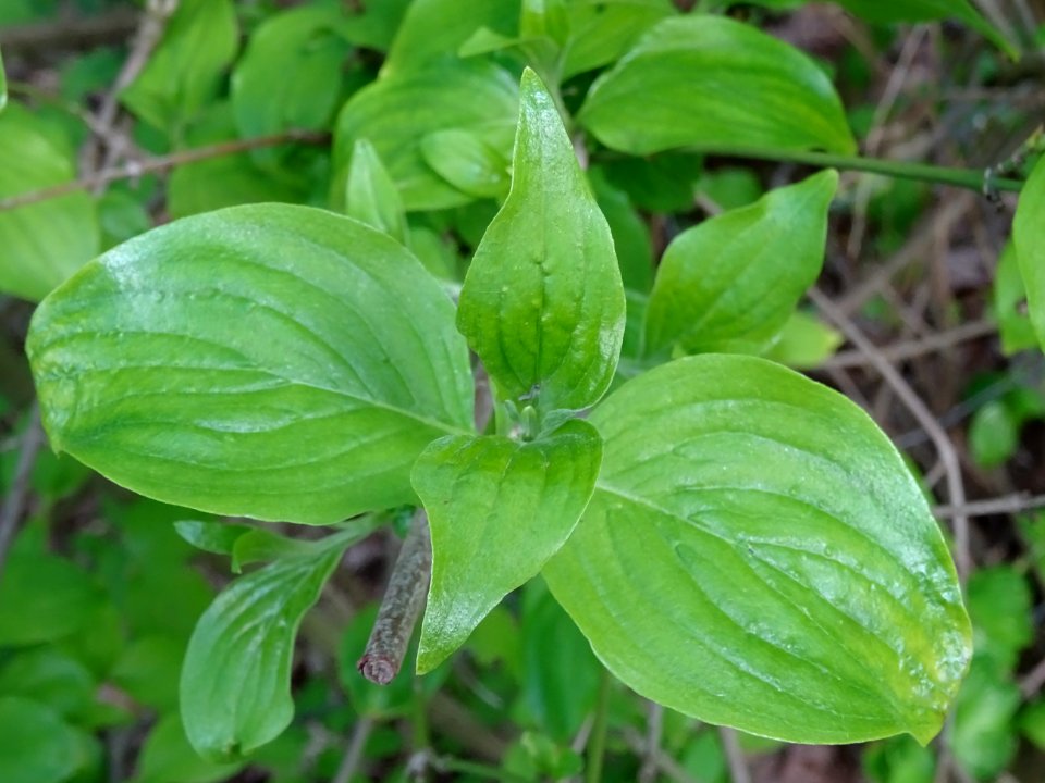 Feuilles de Cornouiller mâle, Cornus mas, Cornacées 