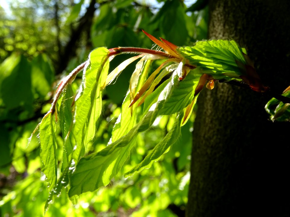 Feuilles de hêtre ou fayard, à stipules, Fagus sylvatica, … 