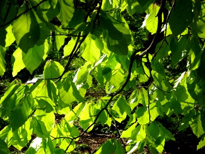 Feuilles de hêtre ou fayard, à stipules, Fagus sylvatica, … 
