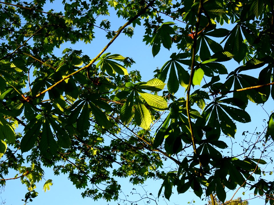 Branches et feuilles, Marronnier d'Inde, Aesculus hippocas… 
