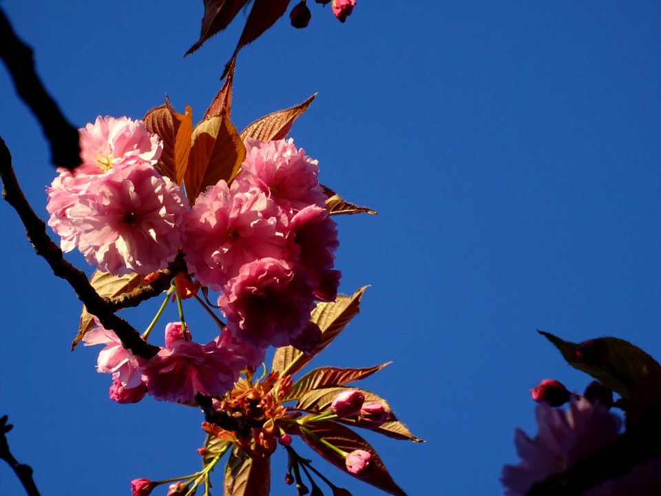 Fleurs du Cerisier du Japon, Prunus serrulata, Rosacées 