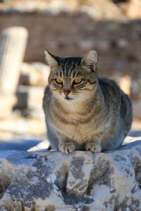 Close street kitty