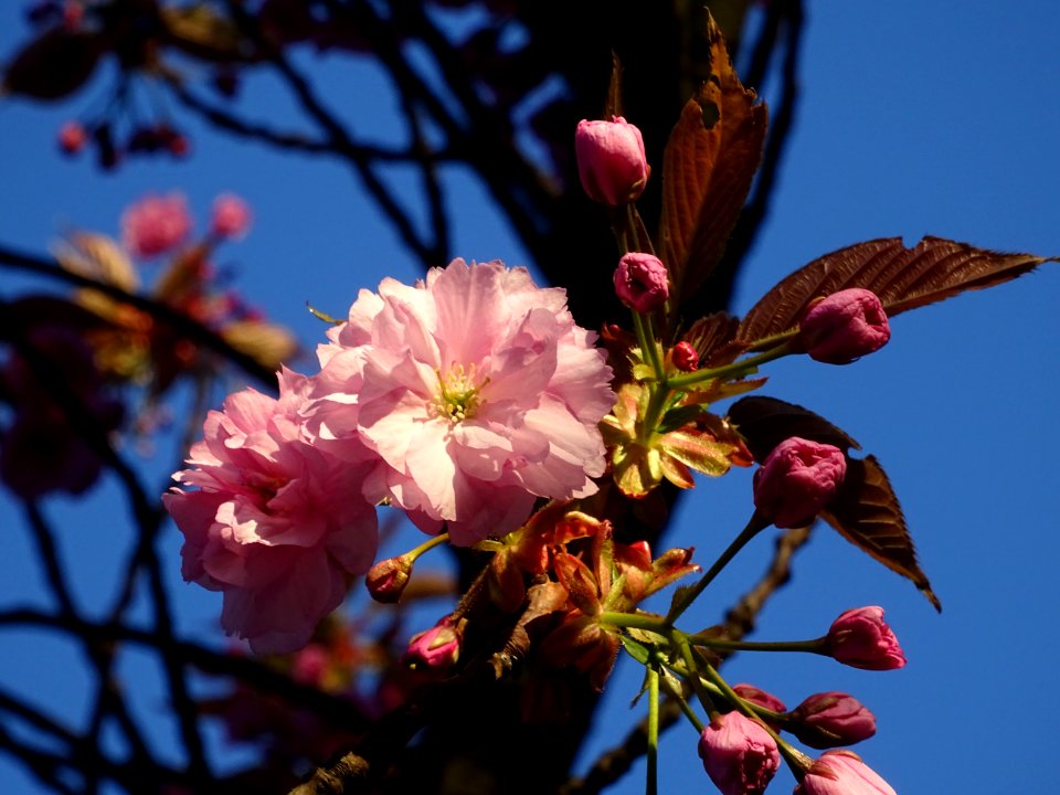 Fleurs du Cerisier du Japon, Prunus serrulata, Rosacées 