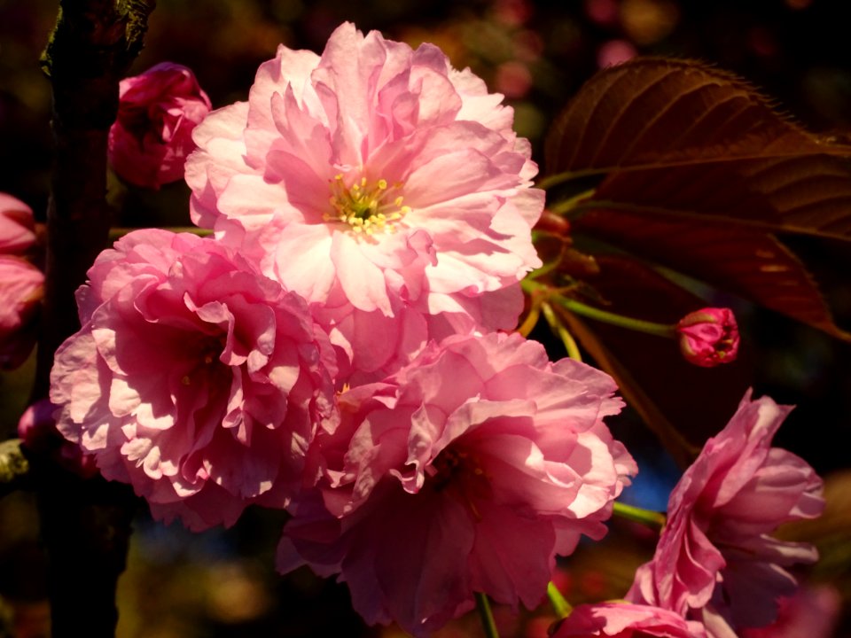 Fleurs du Cerisier du Japon, Prunus serrulata, Rosacées 