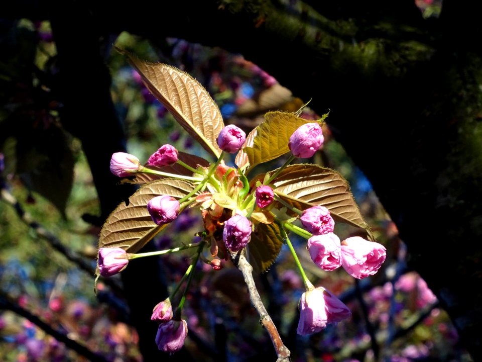 Fleurs du Cerisier du Japon, Prunus serrulata, Rosacées 