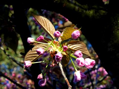 Fleurs du Cerisier du Japon, Prunus serrulata, Rosacées 