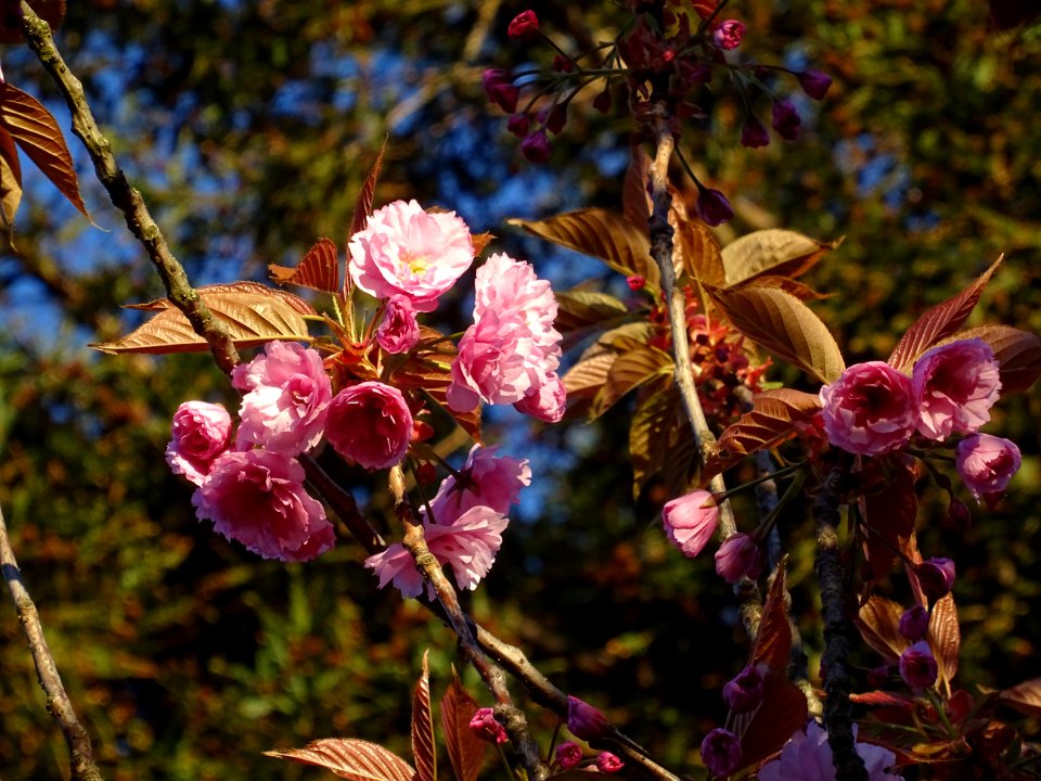 Fleurs du Cerisier du Japon, Prunus serrulata, Rosacées 