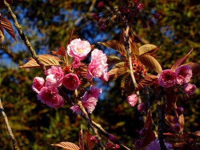 Fleurs du Cerisier du Japon, Prunus serrulata, Rosacées 
