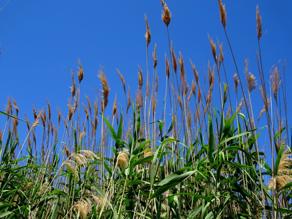 Des roseaux ou cannes de provence, Arundo donax, Poacées, … 