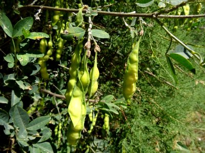 DSC03959 