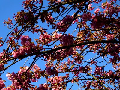 Fleurs du Cerisier du Japon, Prunus serrulata, Rosacées 