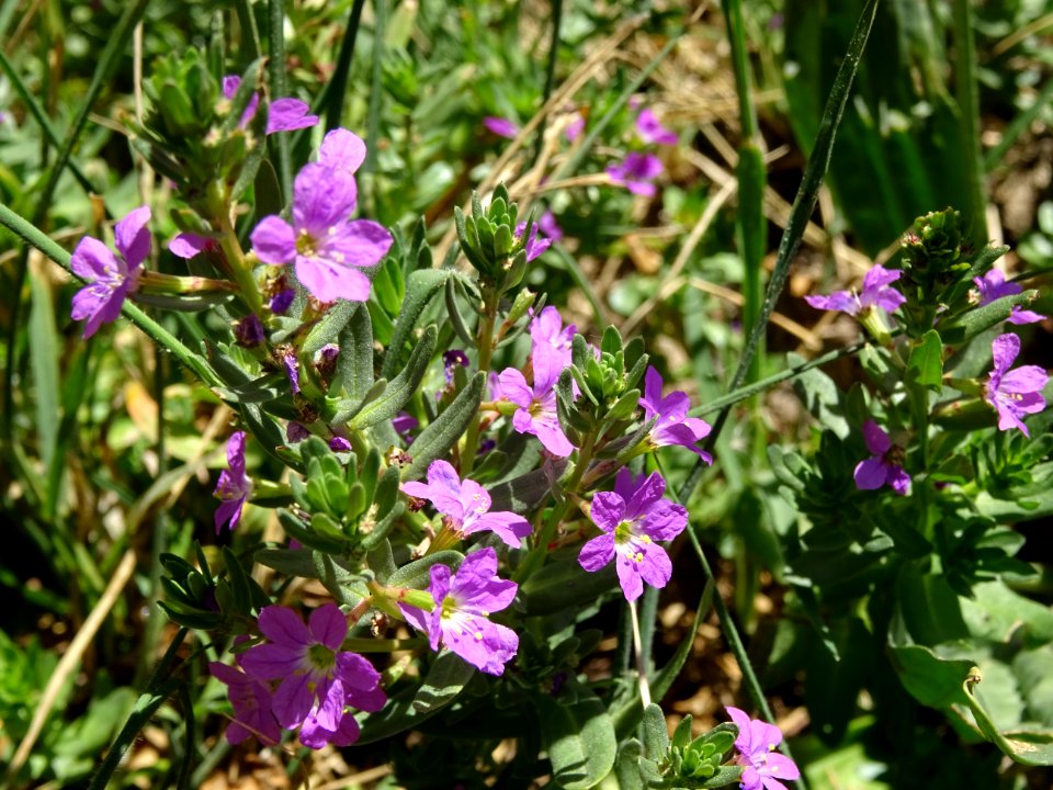 Lythrum à feuilles d'Hysope, Lythrum hyssopifolia, Lythrac… 