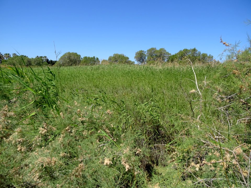 Des roseaux ou cannes de provence, Arundo donax, Poacées, … 