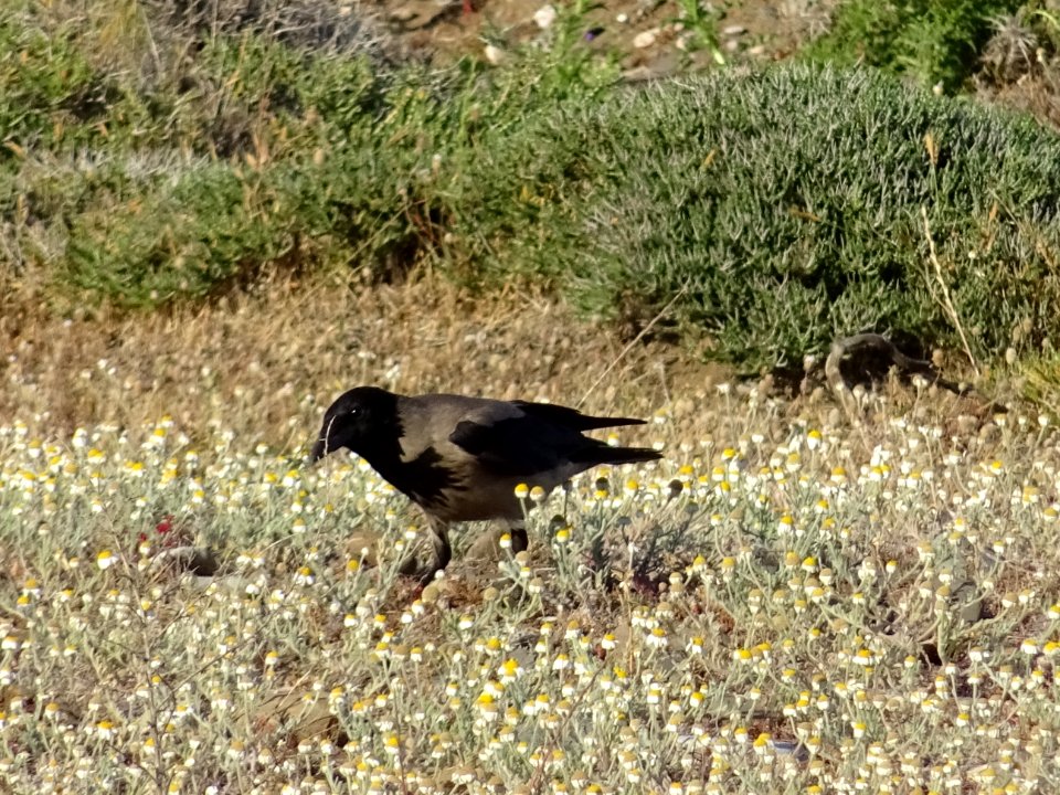 Corneille mantelée, Corvus cornix, Corvidées 