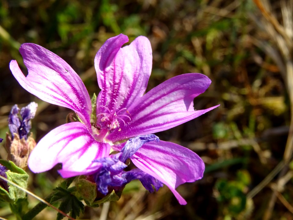 Grande mauve, Malva sylvestris, Malvacées 