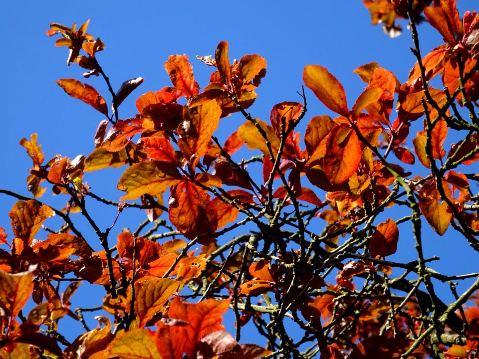 Feuilles de Prunier d'ornement, Prunus cerasifera Pissardi… 