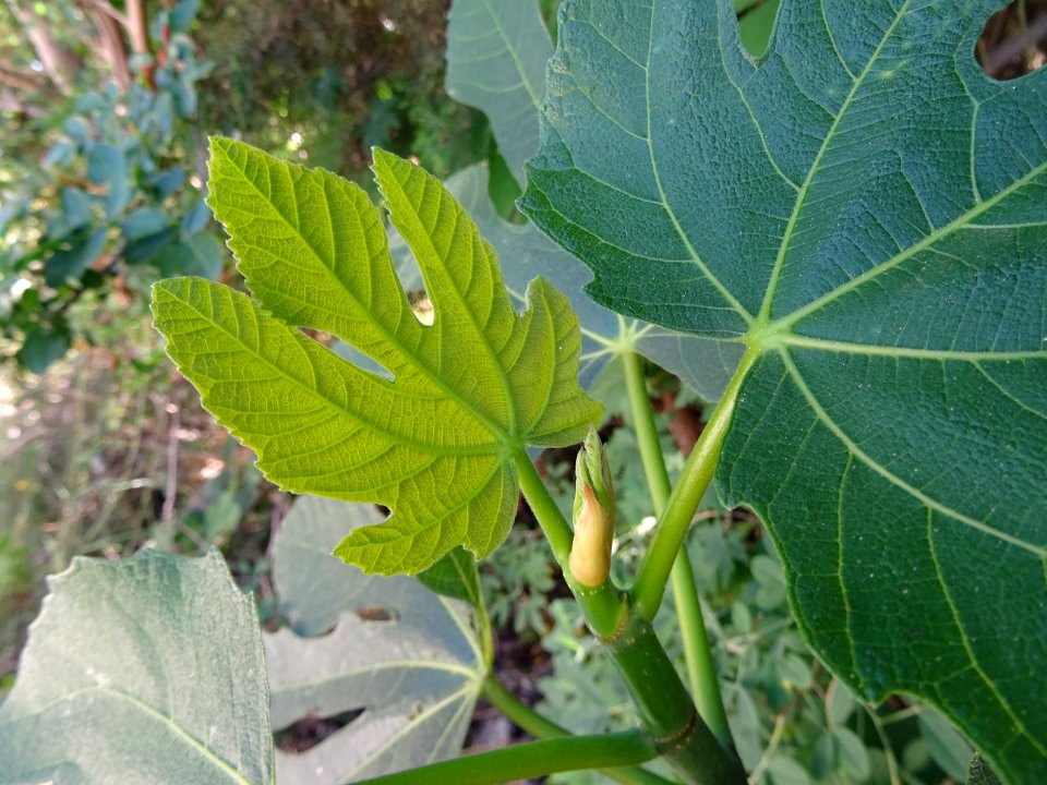 Feuilles de figuier, Ficus carica, Moracées 