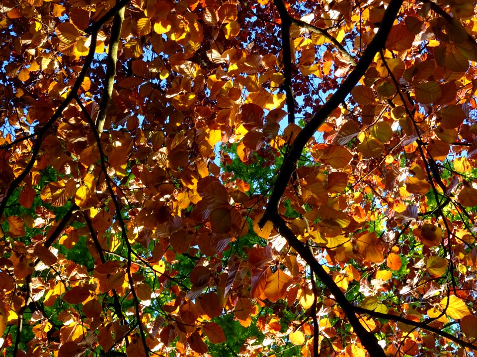 Feuillage du hêtre pourpre, Fagus sylvatica Purpurea, Faga… 