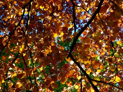 Feuillage du hêtre pourpre, Fagus sylvatica Purpurea, Faga… 
