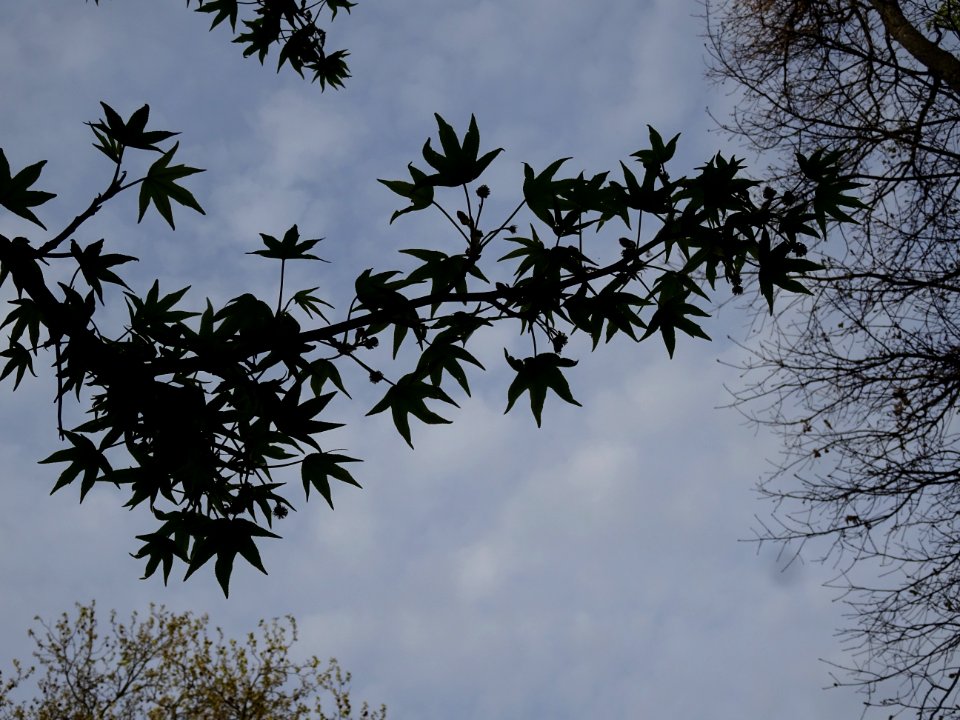Feuilles, Copalme d'Amérique, Liquidambar styraciflua, Ham… 