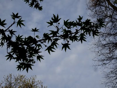Feuilles, Copalme d'Amérique, Liquidambar styraciflua, Ham… 
