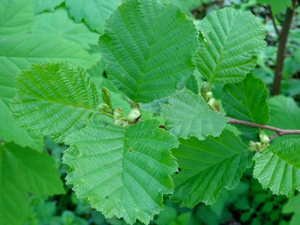 Feuilles de l'Aulne glutineux, Alnus glutinosa, Betulacées… 