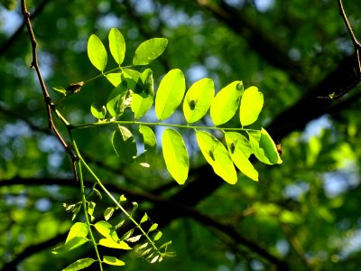 Feuilles de Robinier faux-acacia, Robinia pseudoacacia, Fa… 