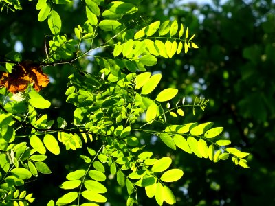 Feuilles de Robinier faux-acacia, Robinia pseudoacacia, Fa… 