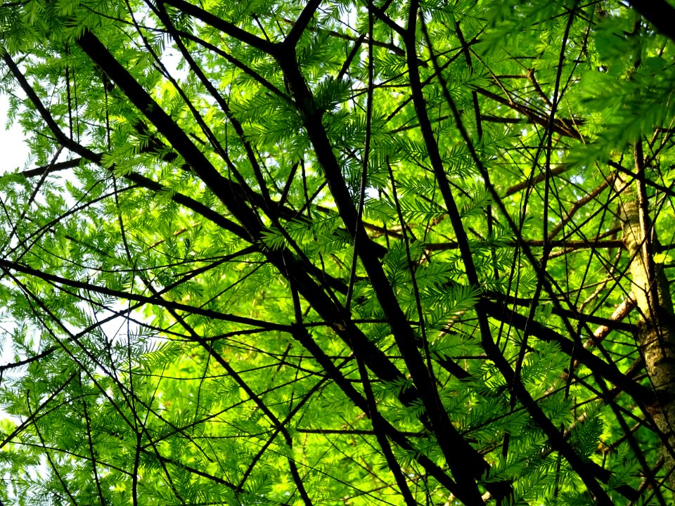 Rameaux feuillus du Cyprès chauve des marécages, Taxodium … 