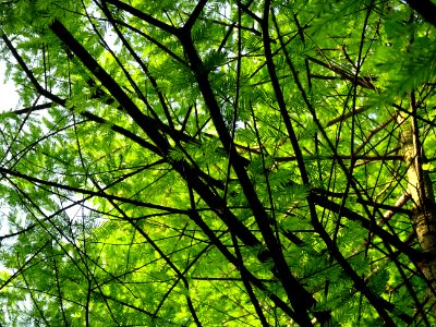 Rameaux feuillus du Cyprès chauve des marécages, Taxodium … 