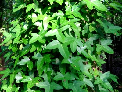 Lierre grimpant, Hedera helix, Araliacées 
