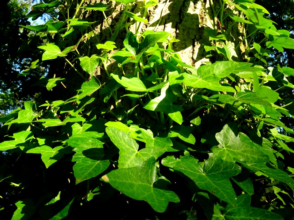 Lierre grimpant, Hedera helix, Araliacées 