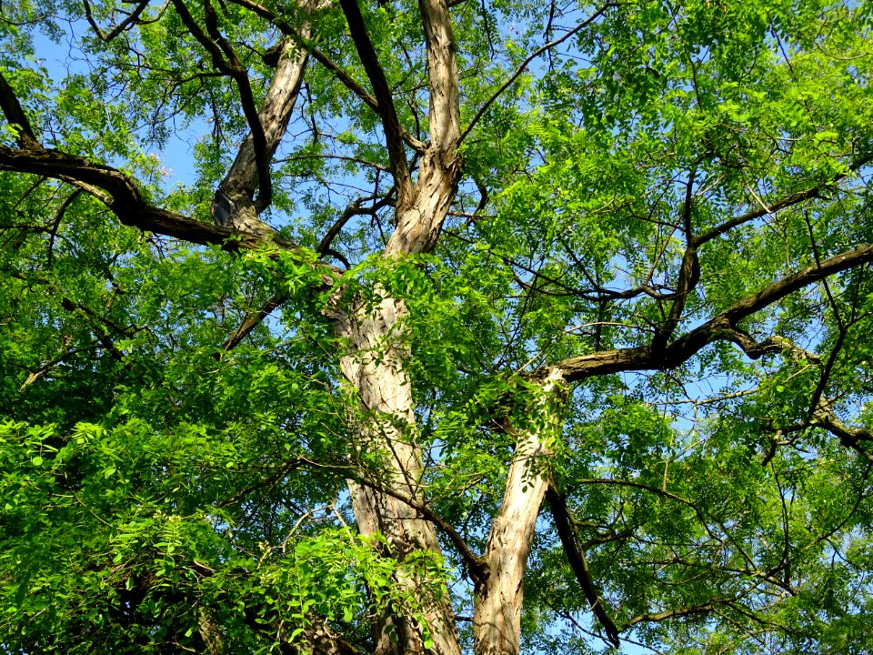 Robinier faux-acacia, Robinia pseudoacacia, Fabacées 