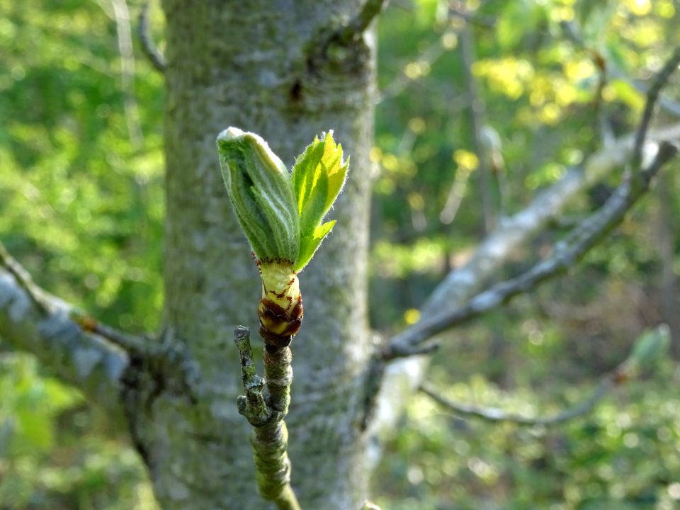 Jeunes feuilles de l'Alisier torminal, Sorbus torminalis, … 