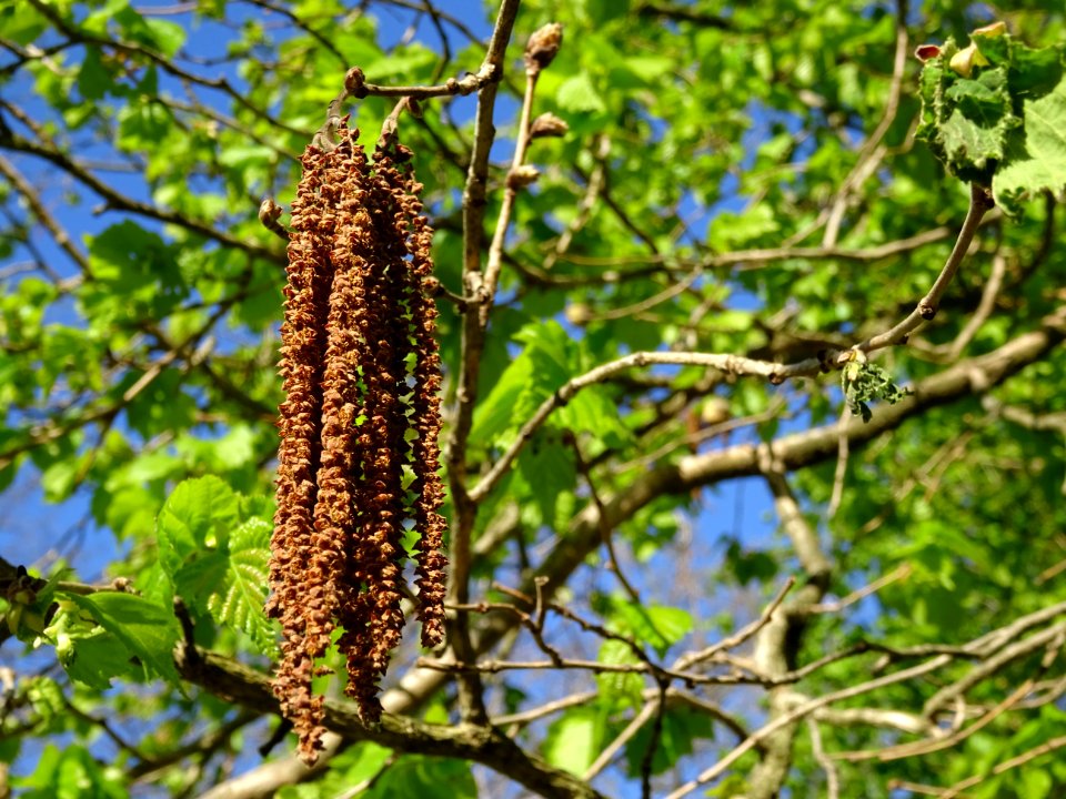 Châtons de noisetier ou coudrier, Corylus avellana, Coryla… 