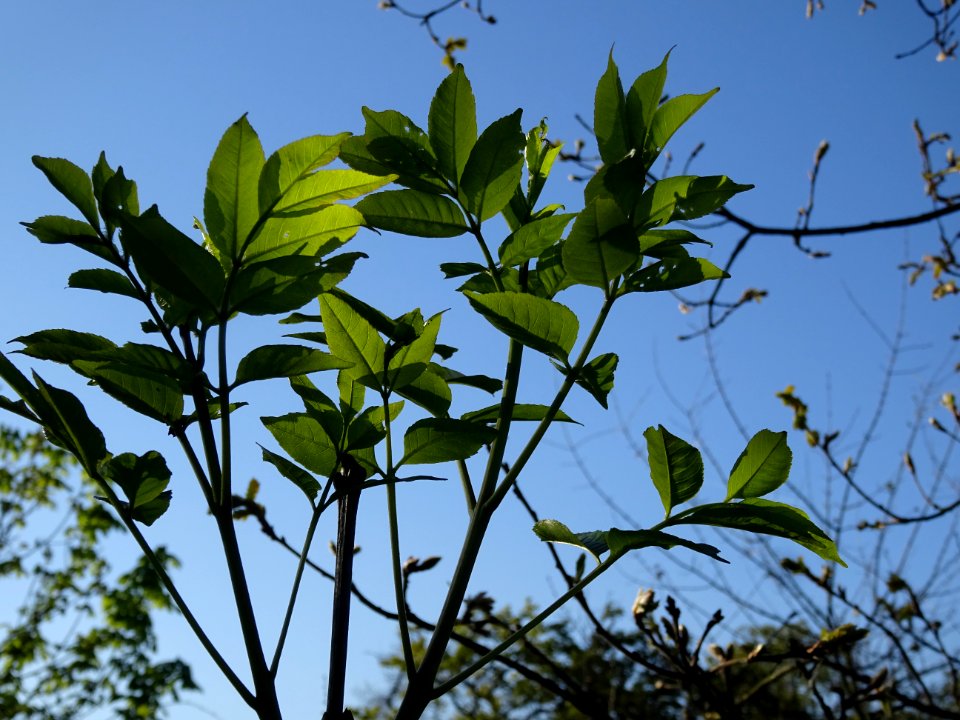 Jeunes feuilles de Frêne, Fraxinus, Oléacées 