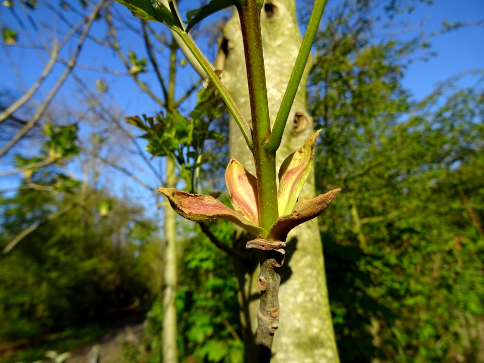 Bourgeon axilaire de Frêne, Fraxinus, Oléacées 