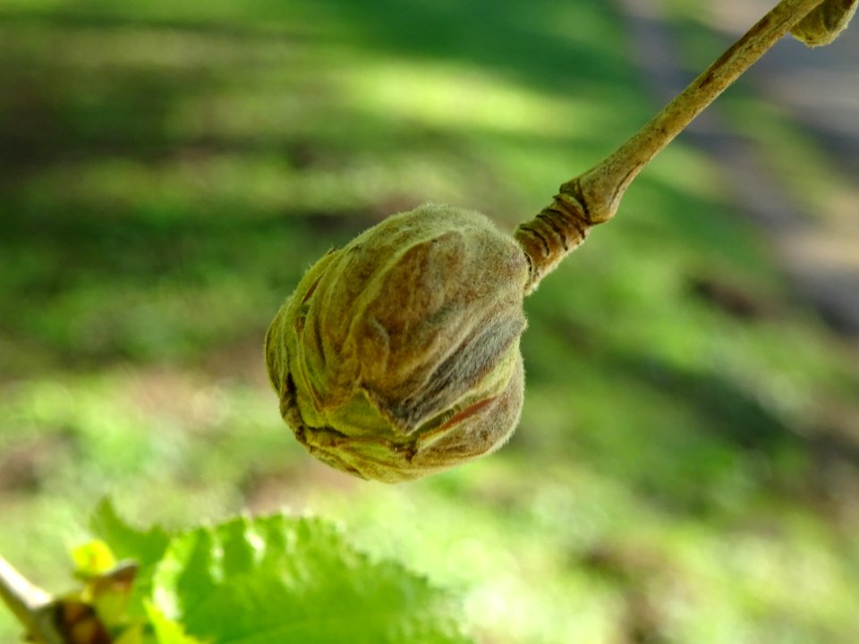 Châton femelle entouré de bractées protectrices, Noisetier… 