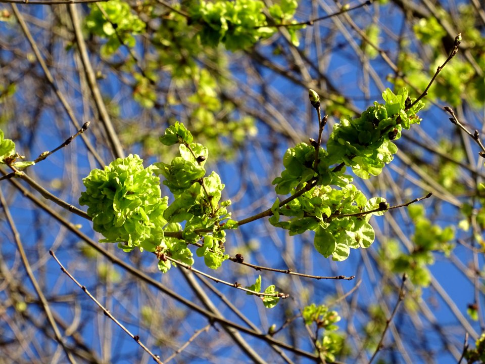 Samares immatures d'Orme champêtre, Ulmus campestris, Ulma… 