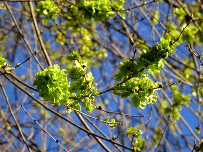 Samares immatures d'Orme champêtre, Ulmus campestris, Ulma… 
