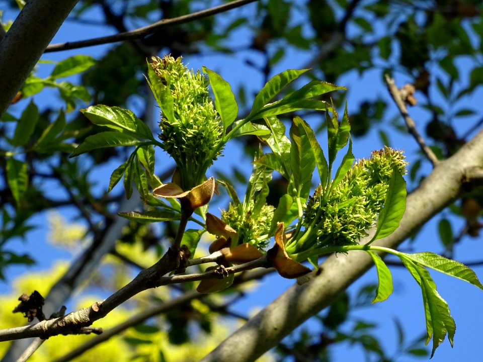 Fleurs et jeunes feuilles de Frêne élevé, Fraxinus excelsi… 