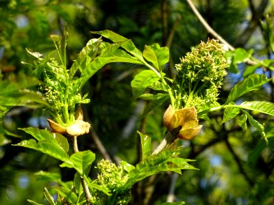 Fleurs et jeunes feuilles de Frêne élevé, Fraxinus excelsi… 