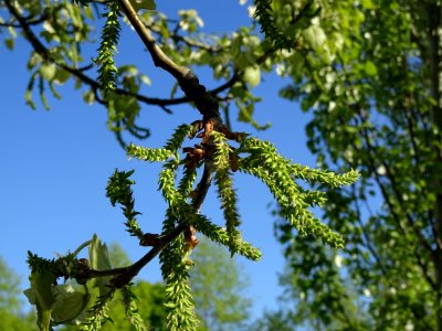 Châtons pendants de fleurs femelles vertes du Peuplier gri… 