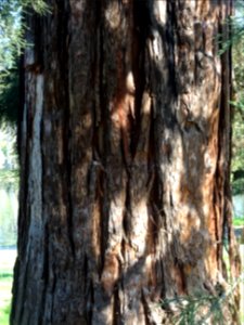 Tronc de Séquoia géant, Sequoiadendron giganteum, Taxodiac… photo