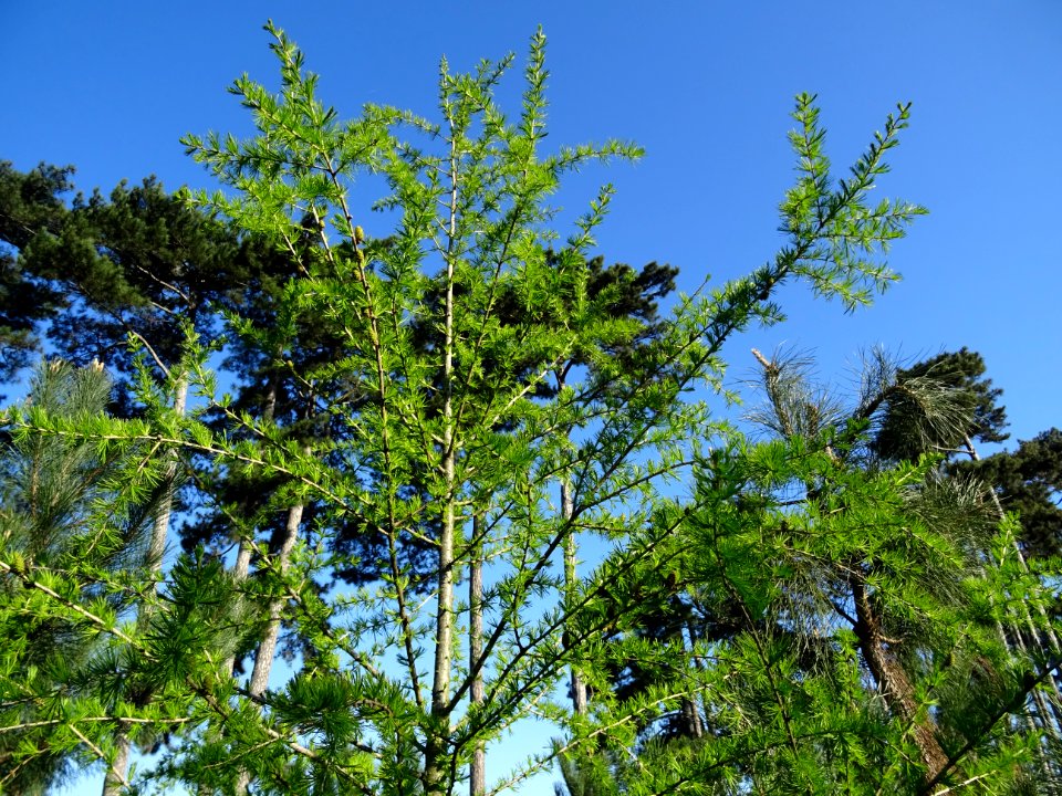 Mélèze commun, Larix decidua, Pinacées 