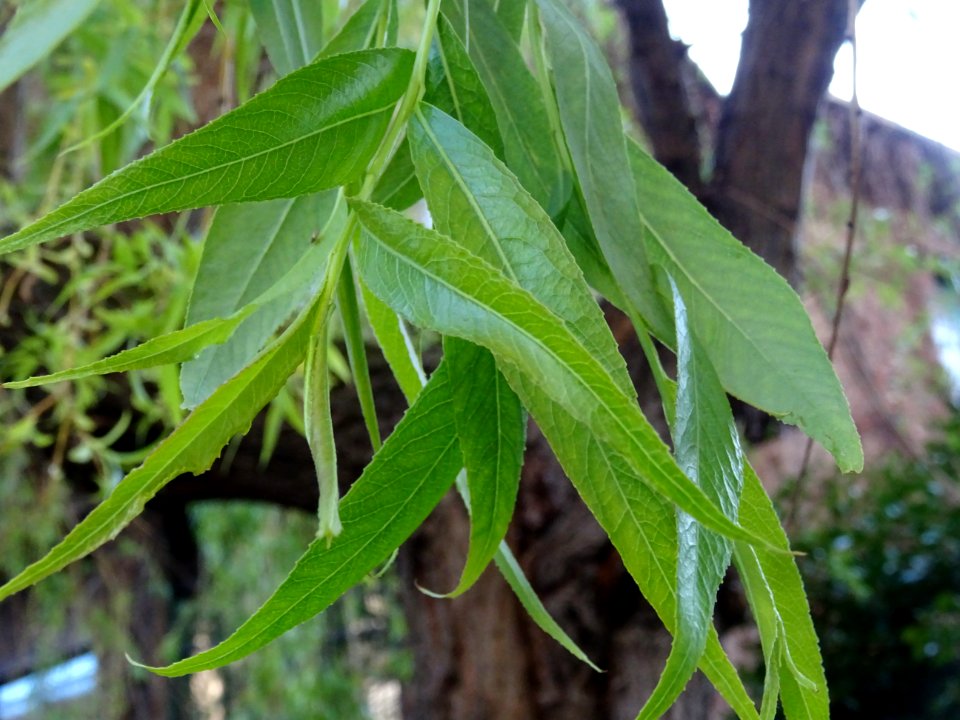 Feuilles de Saule pleureur, Salix babylonica, Salicacées 
