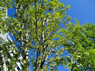 Feuilles et châtons pendants de fleurs femelles vertes du … 
