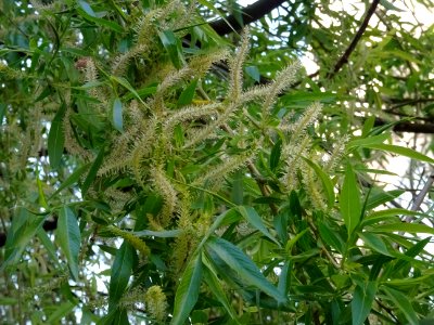 Feuilles et châtons de fleurs de Saule pleureur, Salix bab… 