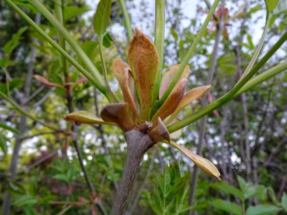 Bourgeon axilaire de Frêne, Fraxinus, Oléacées 