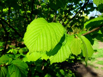 Feuilles de noisetier ou coudrier, Corylus avellana, Coryl… 